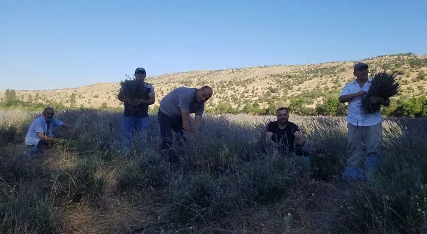 Giresun’da lavanta hasadı başladı