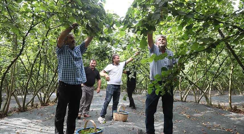 Karadeniz'de fındık hasadı başladı