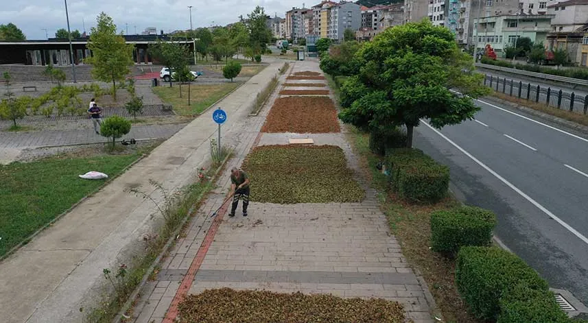 Trabzon, Ordu ve Giresun'da fındık hasadına başlandı