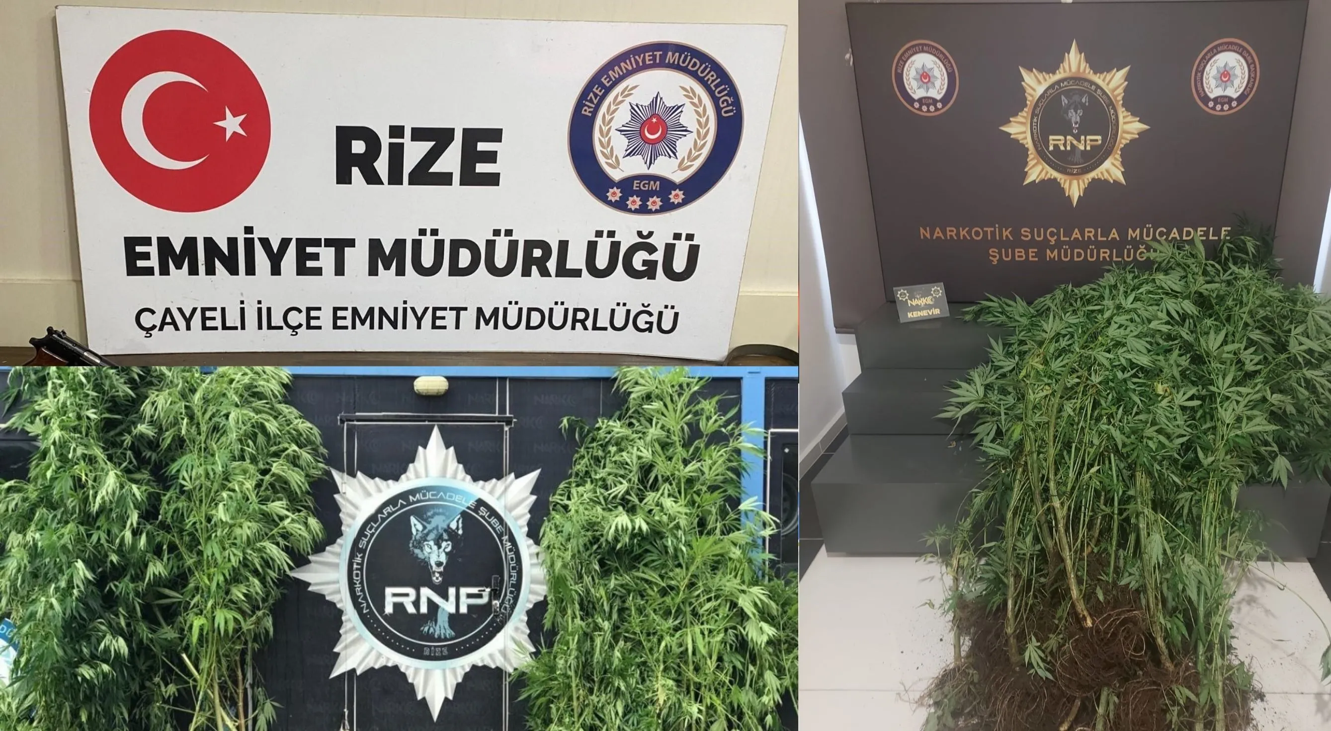 Rize’de 74 kök Hint keneviri ele geçirildi