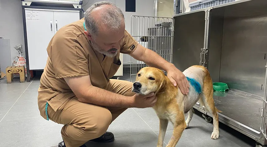 Zonguldak'ta nacak ile yaralandığı öne sürülen köpek tedaviye alındı