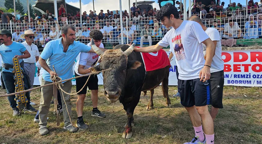 Boğa Güreşleri Türkiye Şampiyonası Artvin'de yapıldı