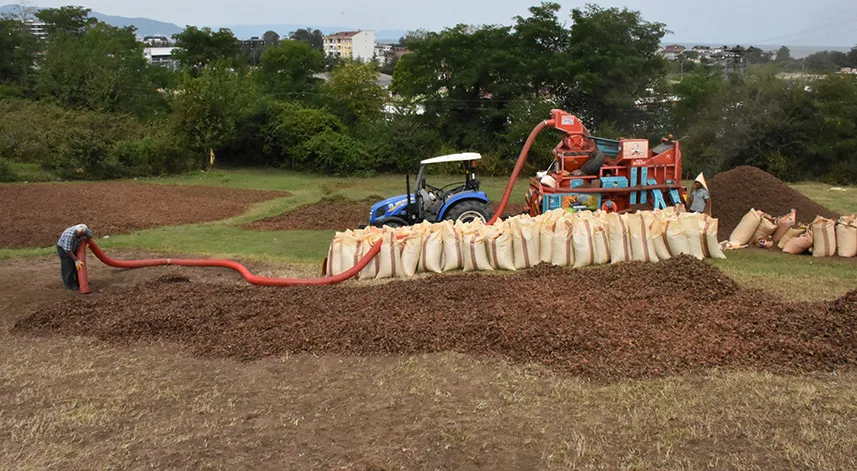 Karadeniz'de fındık hasadını tamamlayan üreticiler patoz mesaisinde