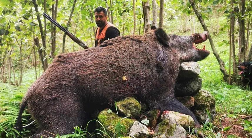 Trabzonlu avcılar 300 kiloluk domuz avladı