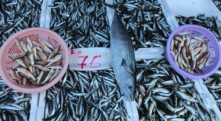 Balıkçı tezgâhları hamsi ile bereketlendi, palamut kayıplarda