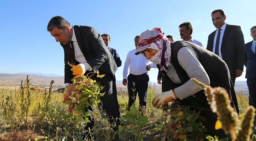 Gümüşhane’de kuru fasulye hasadı devam ediyor