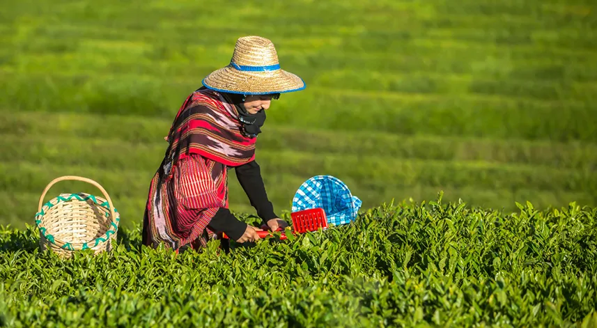 2023 çay sezonu çay alımları devam ediyor