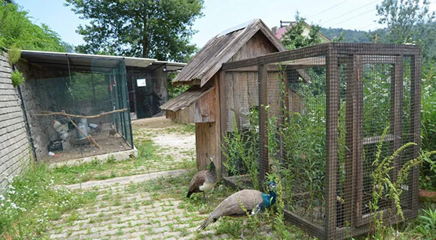 Doğu Karadeniz’in kuş cenneti: Rize 