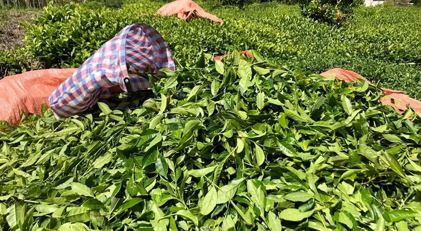 Çay üreticilerinden çayda budama işlemine tepki