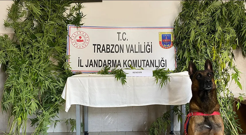 Trabzon'daki uyuşturucu operasyonunda 1 şüpheli gözaltına alındı