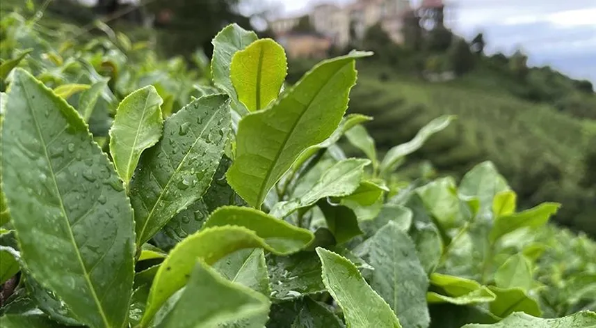 Çay üreticilerine alım ödemelerinin yarın yapılacağını bildirdi