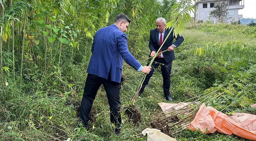 Rize'de kenevir hasadı yapıldı