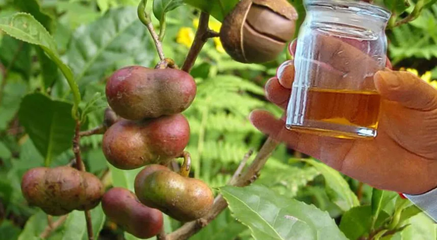 Rize’de çay tohumundan yağ üretiliyor