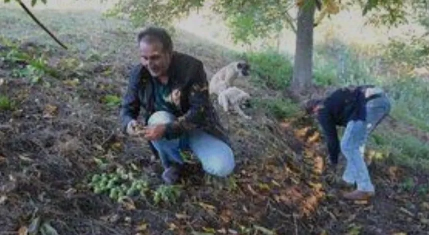 Hasadına başlanan Şebin cevizinde rekolte düşüklüğü yaşanıyor