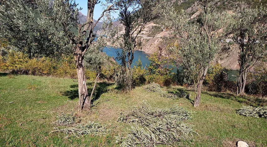 Ayılar bu kez zeytin ağaçlarına dadandı