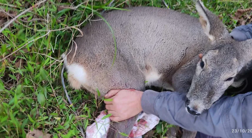 Köpeklerin saldırısına uğrayan karacayı işçiler kurtardı