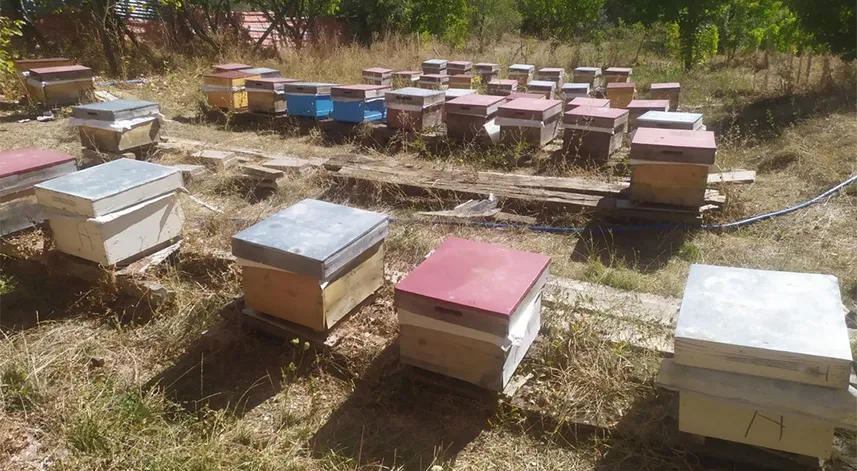 Alucra'daki arı ölümleri inceleniyor