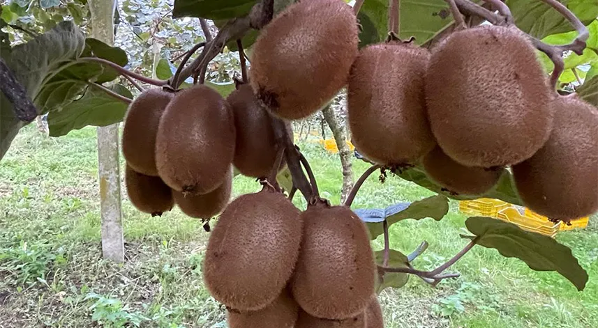 Ordu'da tescilli kivinin hasadına başlandı