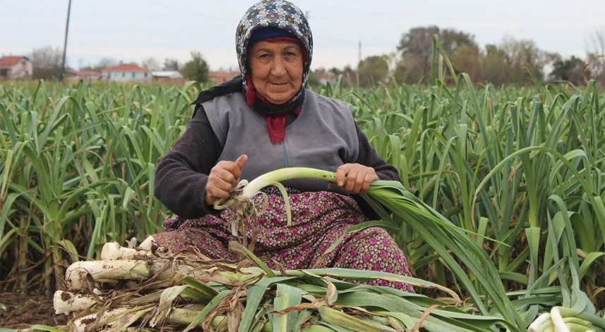 Bafra Ovası'nda 25 bin ton pırasa rekoltesi bekleniyor