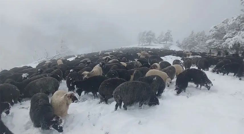 Artvin'de ani bastıran kar sürü sahiplerine zor anlar yaşattı