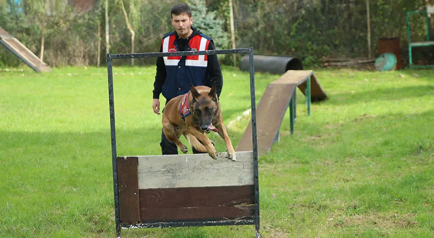 Jandarma köpekleri 'Mermi' ve 'Logo' başarılarıyla göz dolduruyor