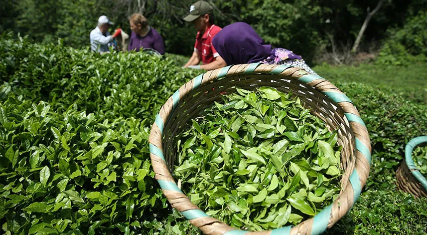 Rize'nin 11 aylık çay ihracatı 9,6 milyon doları aştı