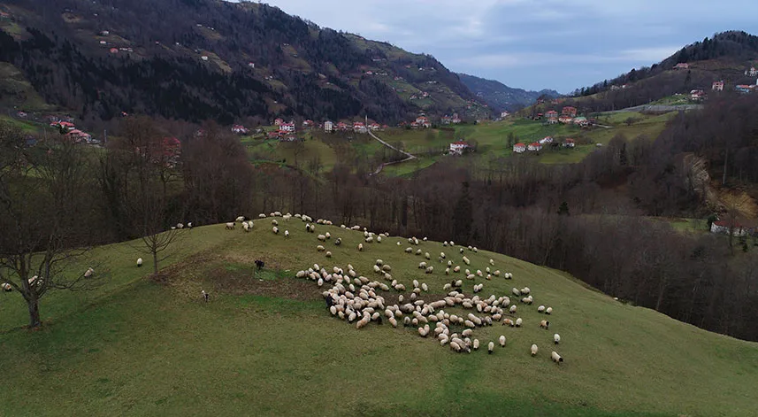 Trabzon'un dik yamaçlarındaki meralarda çobanların mesaisi sürüyor