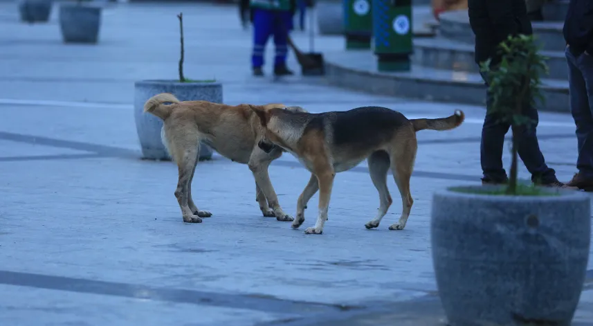 Rize'de sokak hayvanlarıyla ilgili çalışmalar görüşüldü