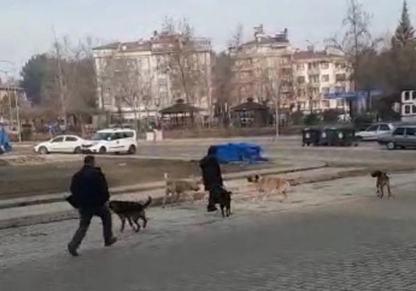 Sokak köpekleri korkulu anlar yaşattı