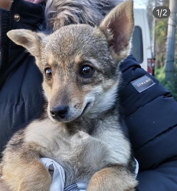 Köpek mi çakal mı?