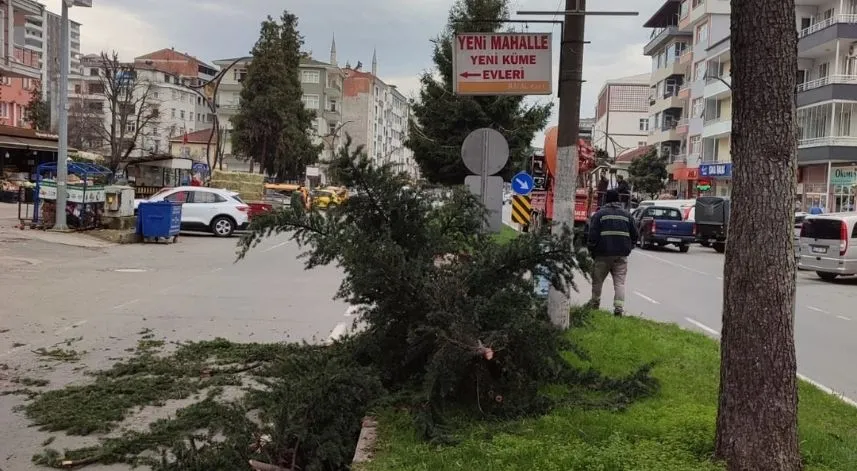 Ardeşen'de tehlikeli görülen ağaçlar için budama işlemi yapılıyor