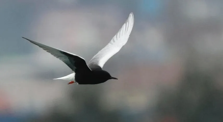 Nadir görülen kuş türü Rize'de görüntülendi