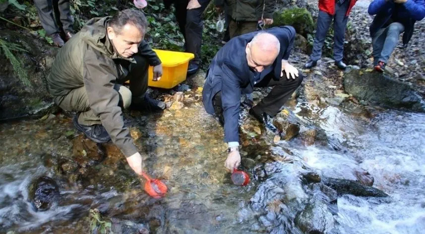 Milyonlarca alabalık Türkiye'nin farklı yerlerinde orman içi sulara bırakılıyor