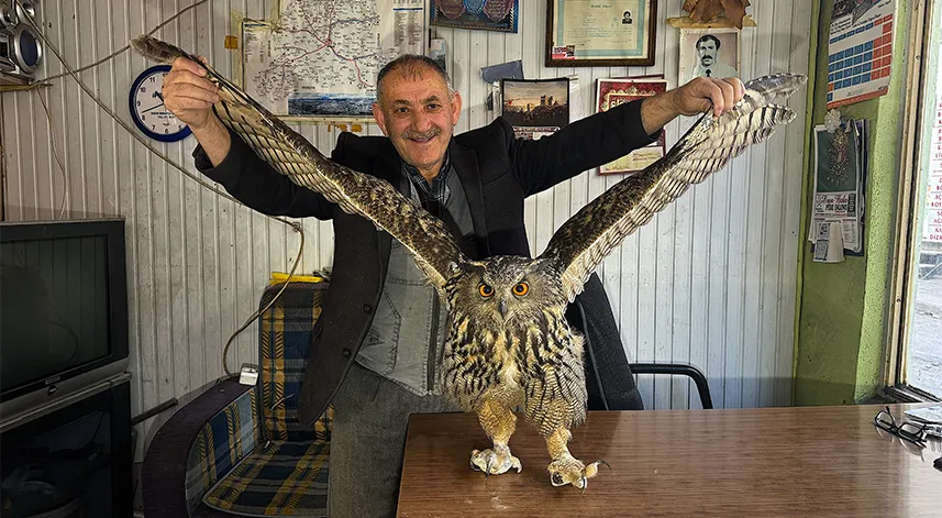 Bayburt'ta yaralı halde bulunan puhu tedavi edilecek