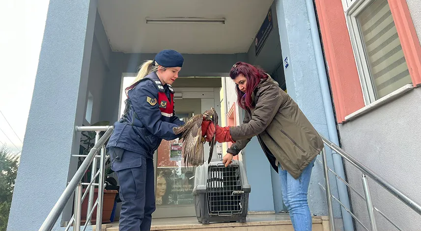 Bitkin halde bulunan şahin koruma altına alındı