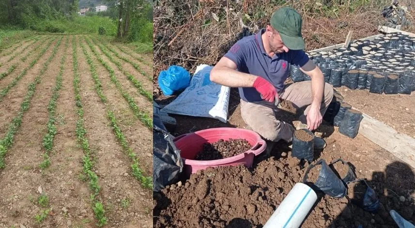 Rize’de üreticiler, çay tohumu dikimi için bahçelere girdi