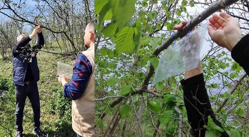 Ordu'da kahverengi kokarca önlemi