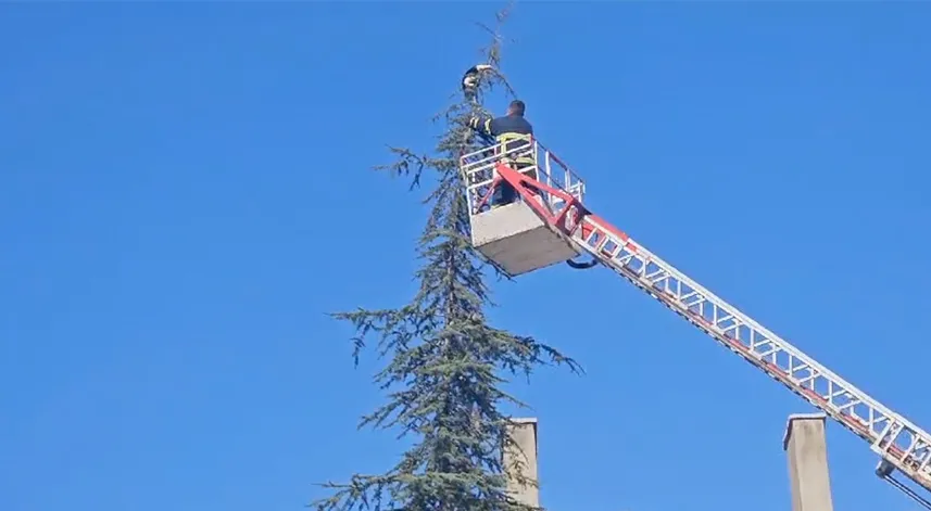 15 metrelik ağaçta mahsur kalan kediyi itfaiye kurtardı
