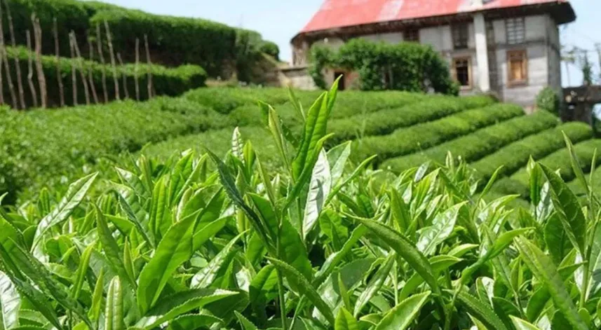 ÇAYKUR’dan yaş çay fiyatı hakkında açıklama