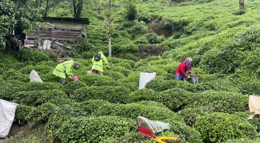 Rizeliler açıklanan çay taban fiyatını az buldu