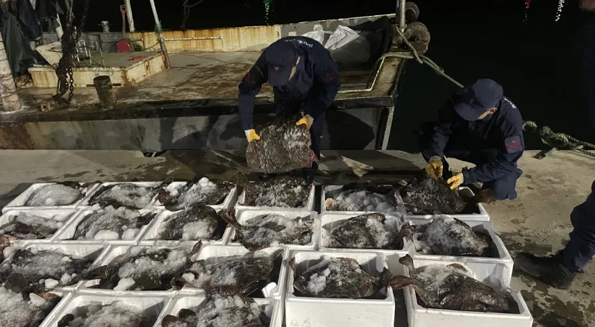 Kaçak olarak avlanan 880 kalkan balığı ele geçirildi