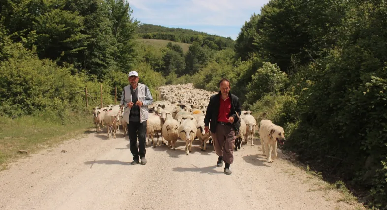 Samsun'da sürülerin yayla yolculuğu