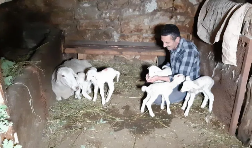 Tek seferde beşiz doğuran koyun hayrete düşürdü