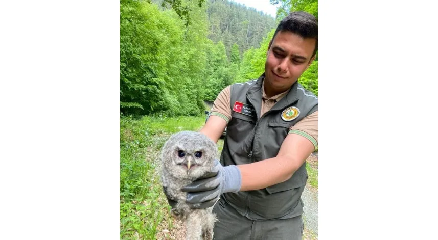 Kargı ormanlarında bulunan yavru baykuş koruma altına alındı