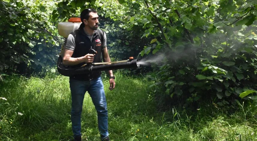 Fındık üreticileri bahçelerde hasat sezonu öncesi hazırlık yapıyor