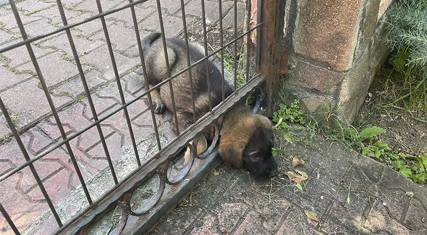 Başı demir kapıya kafası sıkışan köpek yavrusunu itfaiye kurtardı