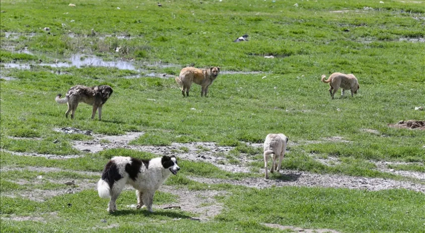 Köpek saldırısında ölen çocuğun ailesi yasal düzenleme istiyor