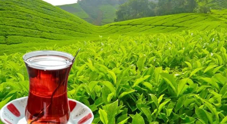 Türk çayı ihracatı 5 ayda 12 milyon doları aştı