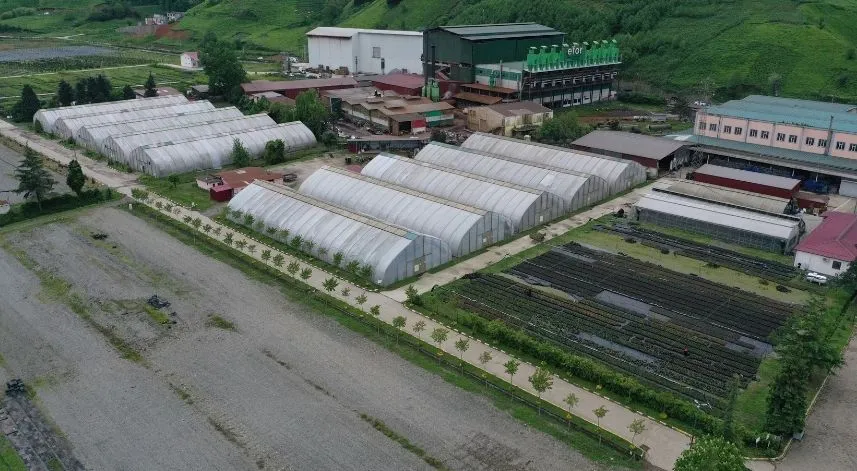 Trabzon'da 25 hektar alanda yetiştirilen fidan ve çiçekler toprakla buluşturulacak