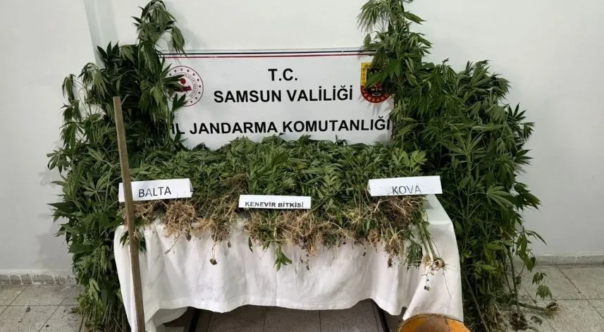 Samsun'da ormanlık alanda ekili 1430 kök Hint keneviri ele geçirildi, 1 zanlı yakalandı